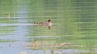 Cute goosander chicks swimming on their mother's back / Goosander babies on a river.