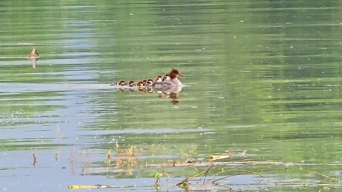 Cute goosander chicks swimming on their mother's back / Goosander babies on a river.