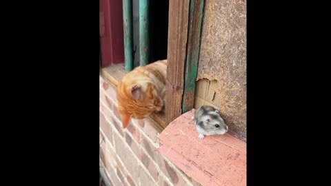 Funny Cute 🥰 Cat Video l Everyone must love this cute cat funny moments