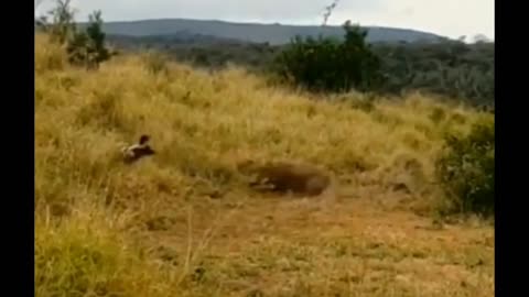 Boar Surrounded But Turned The Tables Against African Wild Dogs