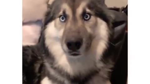 HILARIOUS HUSKY PET SPECIAL