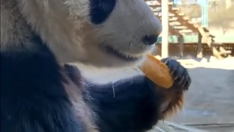 The ancient ancient panda