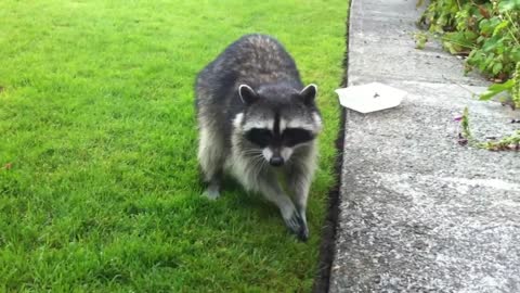 Raccoon mom and 3 babies