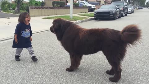 Giant Newfoundland Dog gives good luck kisses dogs videos #viralfunnchannel