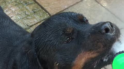 Rottweiler Loves Being Sprayed by Hose