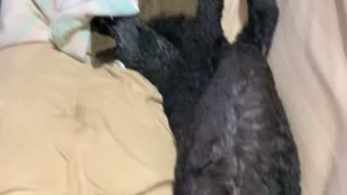 Sleeping dog has one magic word that will always wake him up.