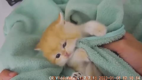 Kitten Pudding enjoys first bath and became a different kitten