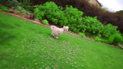 White dog lying down. White poodle playing outside. Playful dog running grass