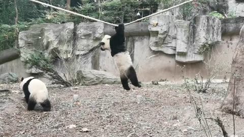 Panda juggling on a rope