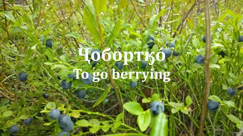 "To go berrying" Story in Selkup (ENG sub)