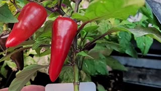 A Look at Some More of My Pepper Crosses