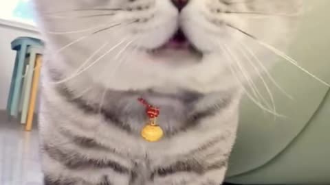 Cute cats video