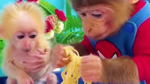 Monkey makes instant noodles #monkey #noodles #cutemonkey