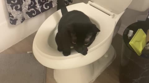 Pet Can't Find Privacy