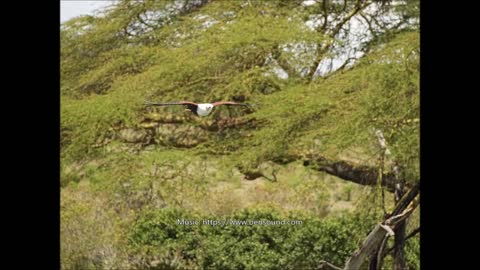 African Fish Eagle. Lake Naivasha, Kenya. Oct 2022