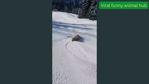 Funny dog snow games 2022|dog lovers|funny video animal