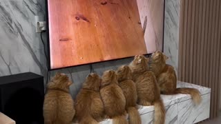 Orange Cats Watch TV