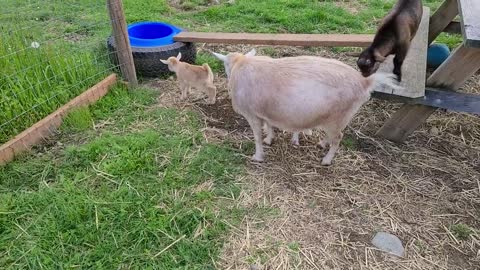 Buttercup with her babies outside for the first time