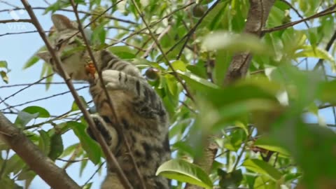 Fearless "Cat" 🙀 climbed up the tree 😱😲