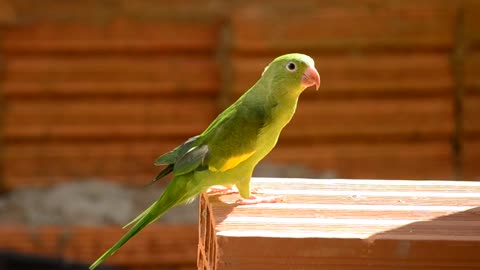 WOW, Parrot Brazilian Bird