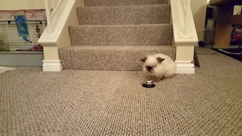 Cute Bunny Rings A Bell Whenever He Is Hungry, Gets A Treat Right Away