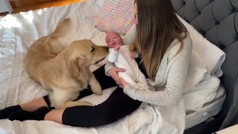 Golden Retriever Meets Newborn Baby For The First Time! (Cutest Ever!!)