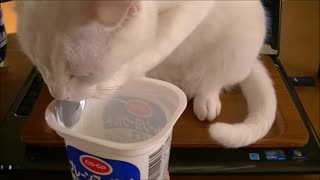 Cat uses spoon to eat yogurt