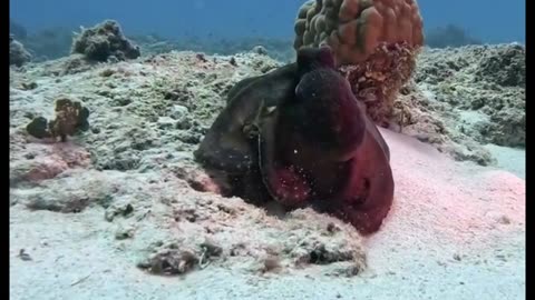 SHAPE SHIFTING Octopus Crawling over the reef