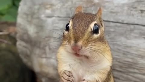 Squirrel training time