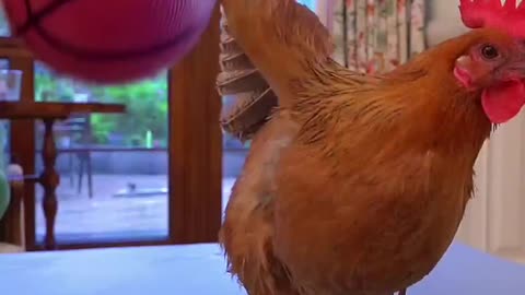 Cat and Rooster Play Basketball In Living Room 😎😎