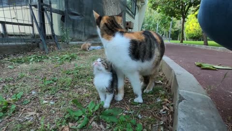 Kitten asking milk from her mommy