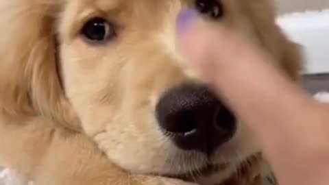 Cute funny dog video