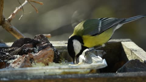 the bird eats voraciously