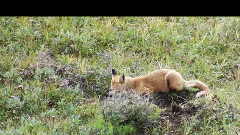Fox Sighting at Eielson Visitor Center in Denali National Park