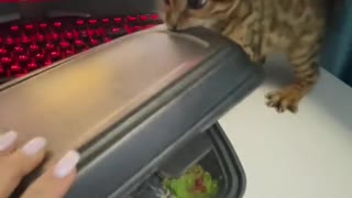 Bengal Kitten Wants a Taste of Sushi