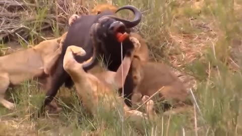 Lion 🦁 With Fight In Forest Lion 🦁 And Bafello
