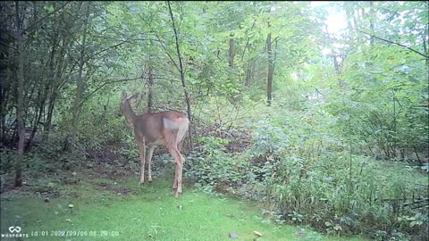 Backyard Trail Cams - Mama Doe with Two Fawns