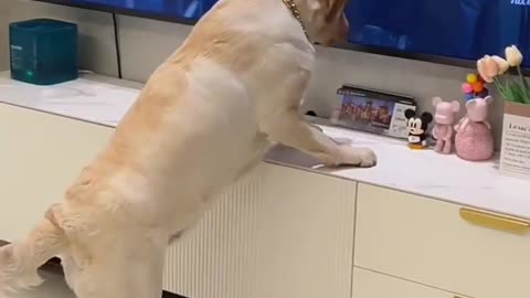 Dog food funny video #viral #funny #view #comdy #funny