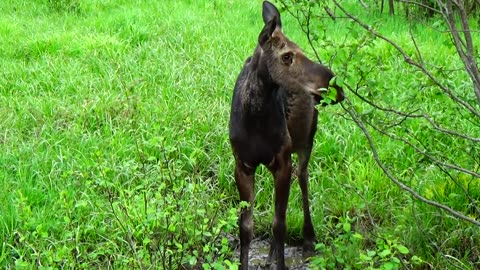 Friendly Moose