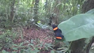 Beautiful black, orange and yellow butterfly in the botanical garden, wonderful! [Nature & Animals]