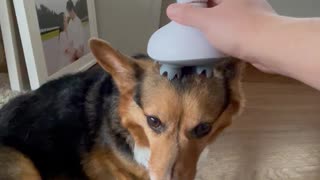 Corgi Massage