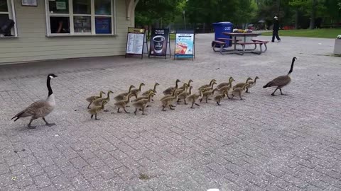 Canada geese walking their goslings to school