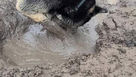 Doggy Dives Face First into Mud Puddle