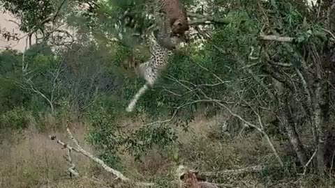 The cubs are at it again, and this time the Nkoveni Female leopard is ready for