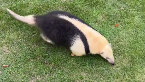 anteaters