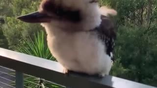 🐦Adorable Baby Kookaburra Demonstrates its Signature Laugh