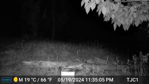 Raccoon, Owl Hooting 2