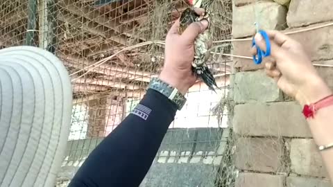 Rescuing a Golden Back Woodpecker From a Fishing Net