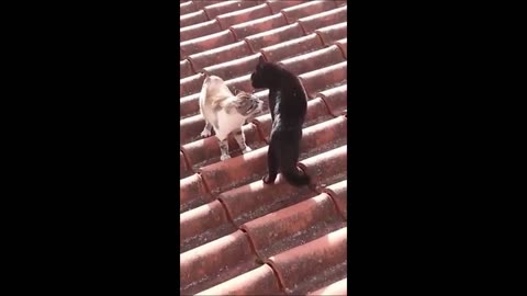 Try not to laugh (Cats Edition)😂😂