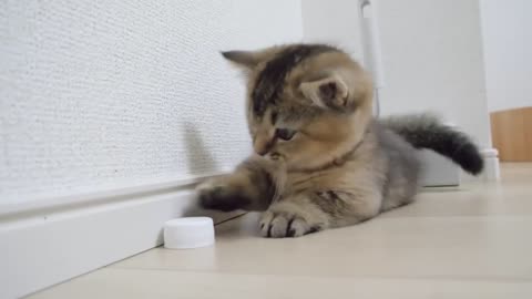 Kitten Kiki vs PET bottle cap